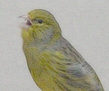 singing_canary
