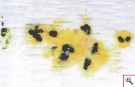 ris.3